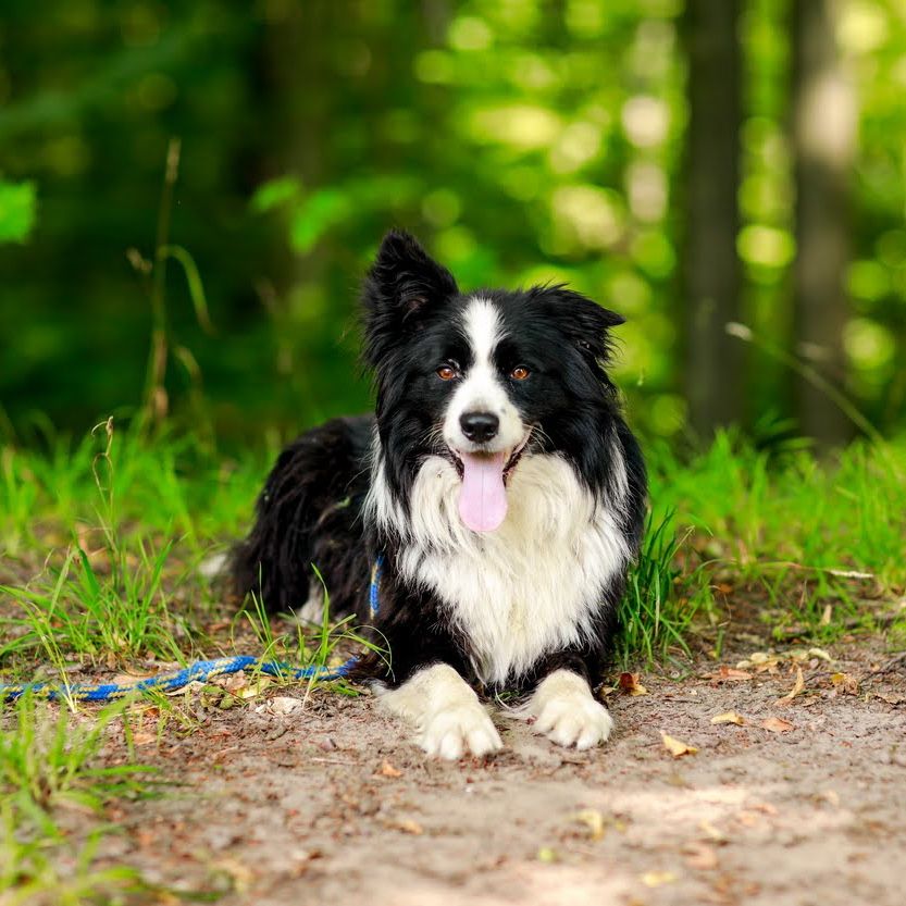 CZIP – pies w typie border collie szuka doświadczonego opiekuna!