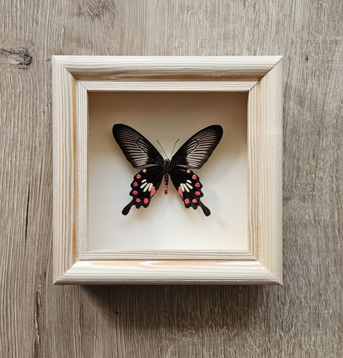 Motyl w ramce Pachliopta aristolochiae