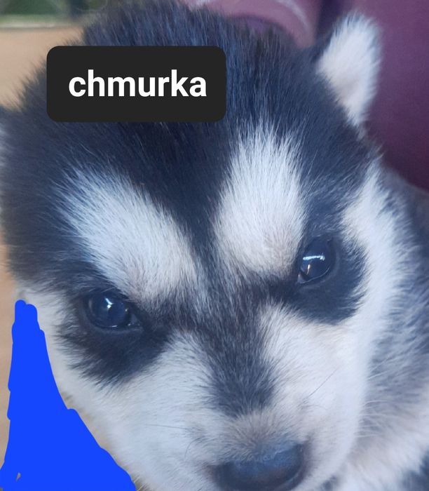 Szczeniaki z rodowodem