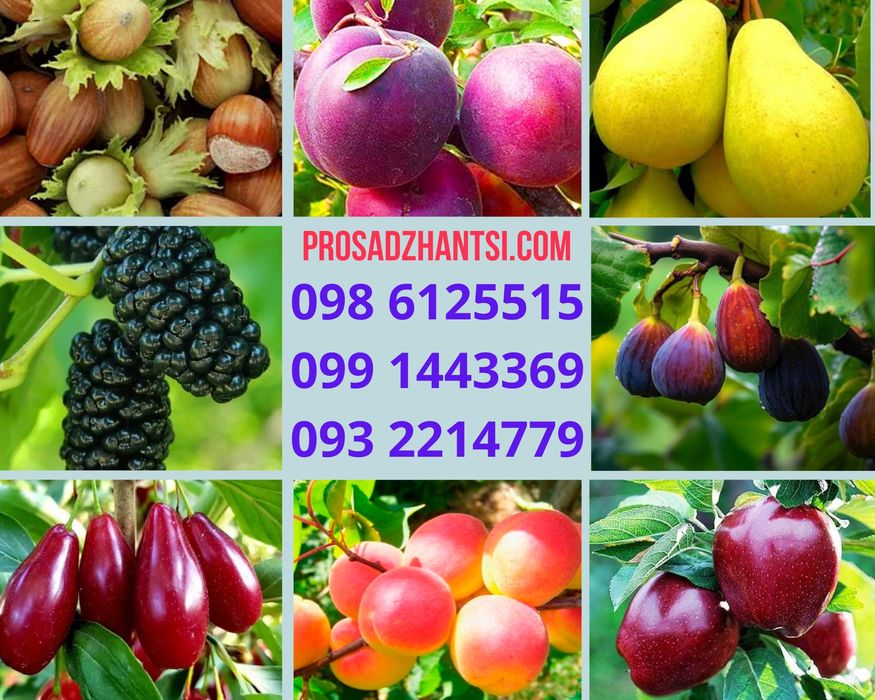 Саженцы плодовых фруктовых яблони груши черешни, Колоновидные,есть всё