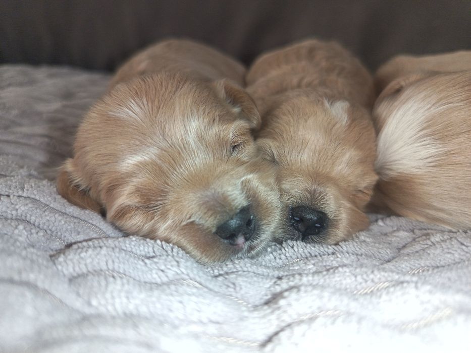 Maltipoo F1 piesek piekny