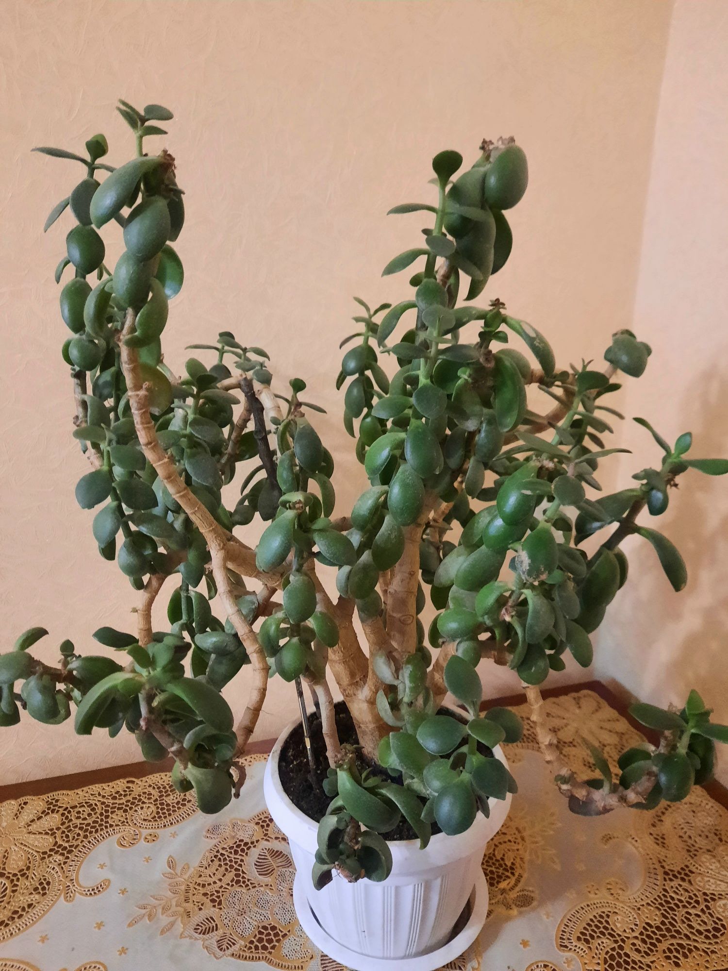 Кімнатна рослина денежное дерево толстянка с горшком