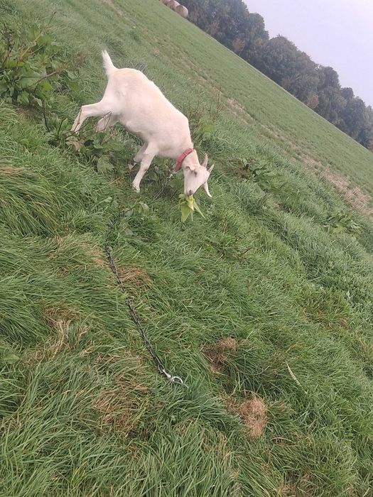 Sprzedam koze jest pszyjazna