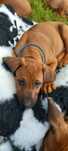 Rhodesian Ridgeback szczenię szczeniak puppy suczka samiec szczeniacze