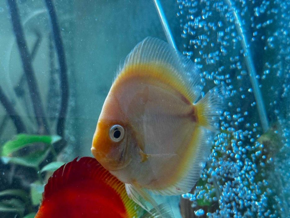 Discus Snow White 12-14cm