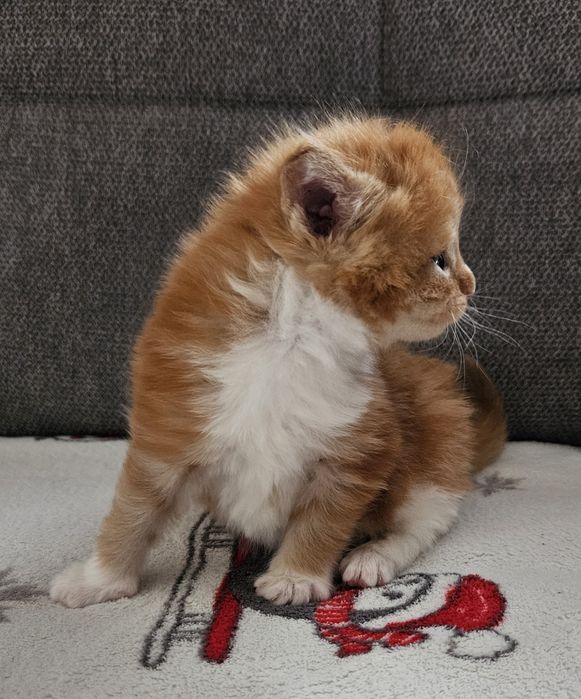 Rudy kawaler maine coon