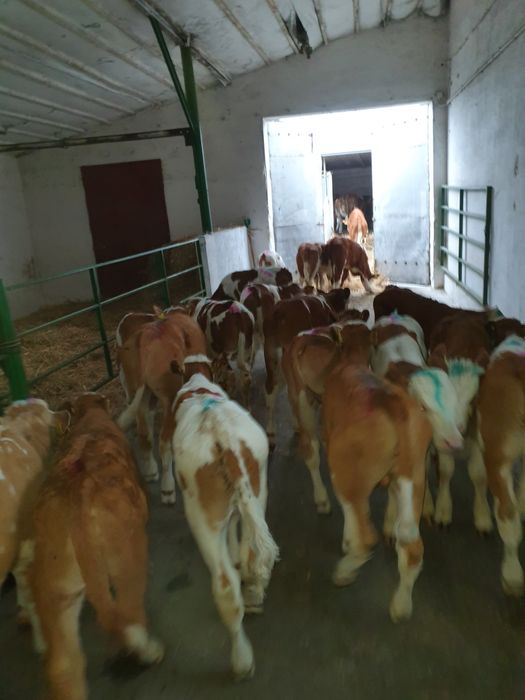 Cielęta Simental Austria