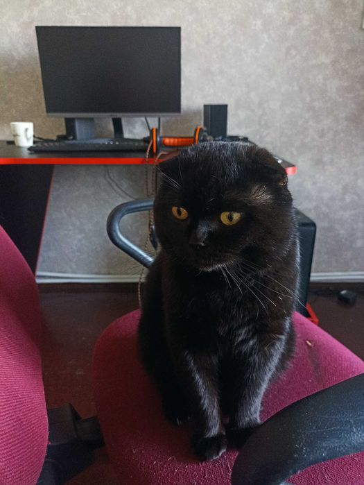 Продам весловухого кота