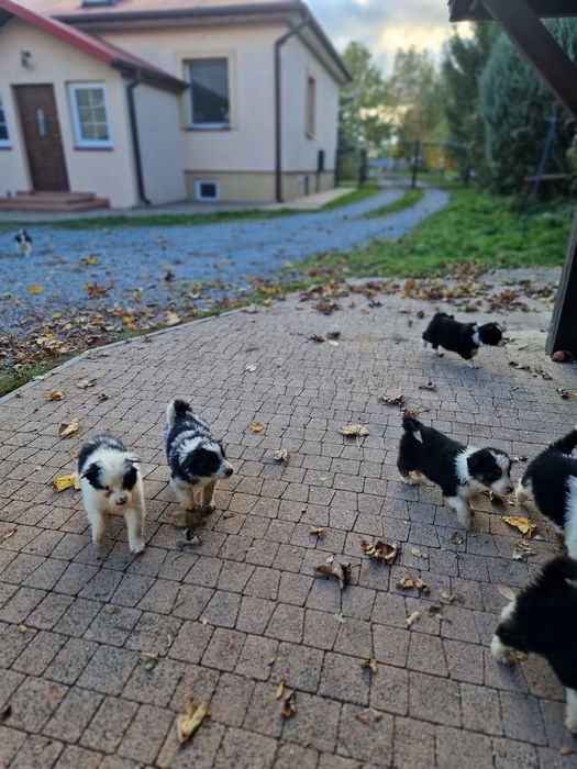 Sprzedam border collie