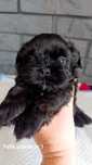 Śliczny shih tzu piesio