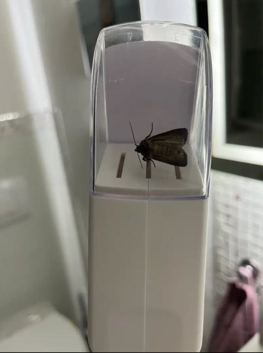 Apanhador de insetos