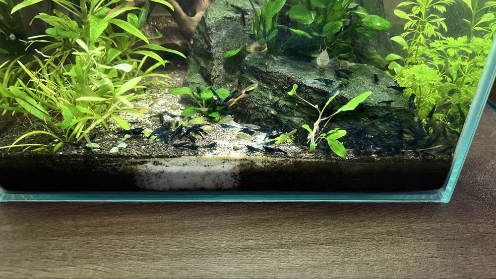 Krewetki neocaridina blue velvet tylko 4 zł Do każdych pięciu 1 gratis