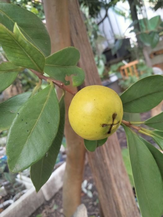 Árvores tropicais de Araçá Amarelo