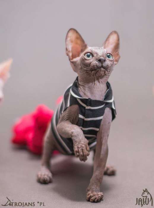 Kociak do odbioru juz po kastracji • Sphynx Sfinks • Sfinx Wwa i inne