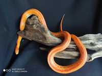 wąż zbożowy węże zbożowe,