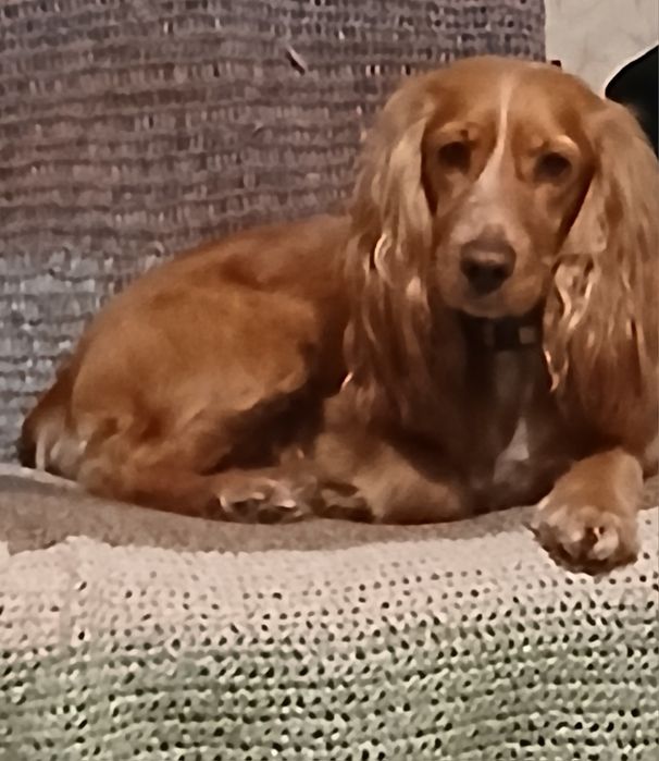 Передержка животных, детский сад для животных на Павловом Поле маленьк