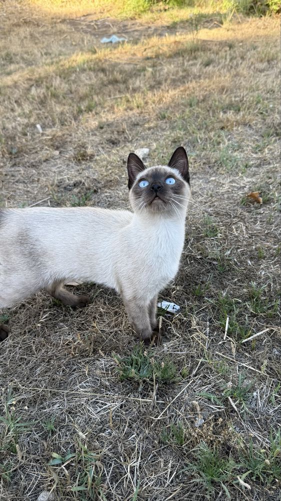 Da-se gatinha muito meiga