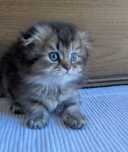 Scottish Fold Longhair ny21 - Menina