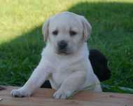 Labrador retriever - biszkoptowa suczka z rodowodem ZKwP / FCI