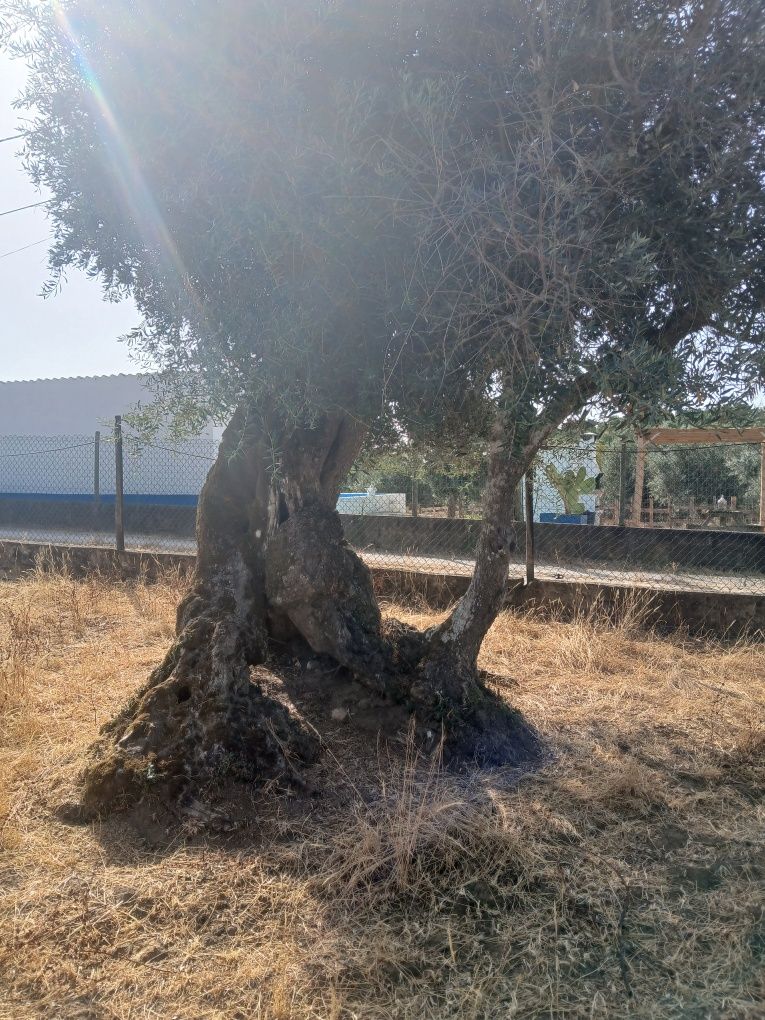 Oliveiras milenares
