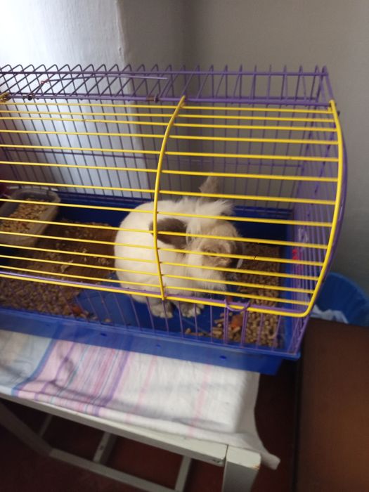 Кролик декоративний