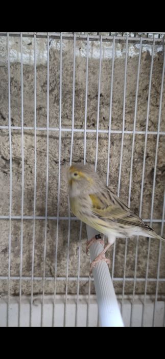 Vendo ou troco fêmea Ágata 2025