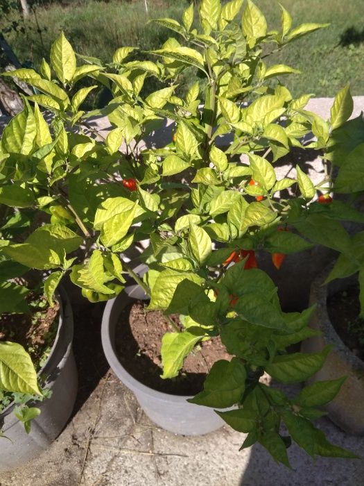 Malaguetas Ghost pepper (bhut jolokia) uma das mais picantes do mundo