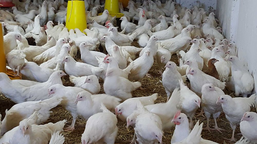 Kurki kokoszki nioski Tetra biała  odchowana na jajko