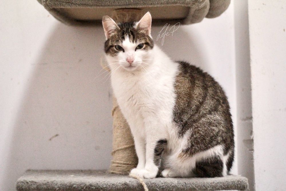 Czy cudowny kot o imieniu Termit ma jeszcze szansę na dom?