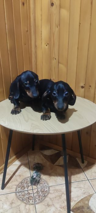 Jamnik krótkowłosy czarny podpalany samczyk