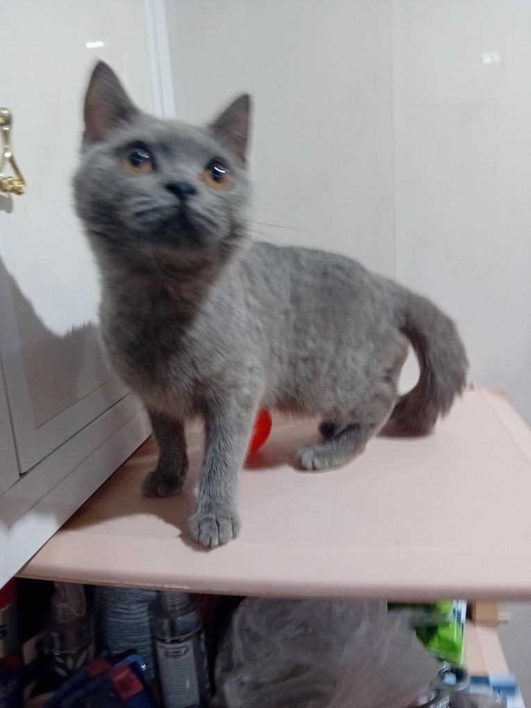 Kotek kocurek szkocki kocięta
