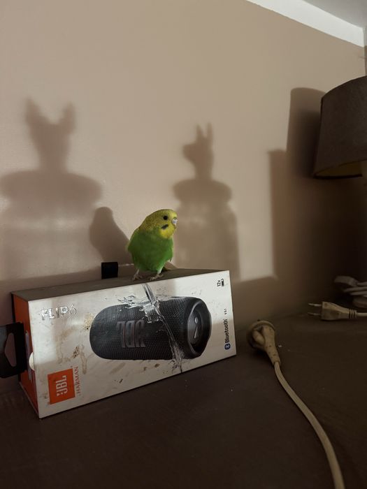 Młoda papuga falista