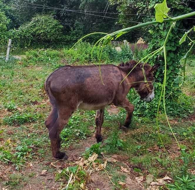 Burro castanho com 7 anos