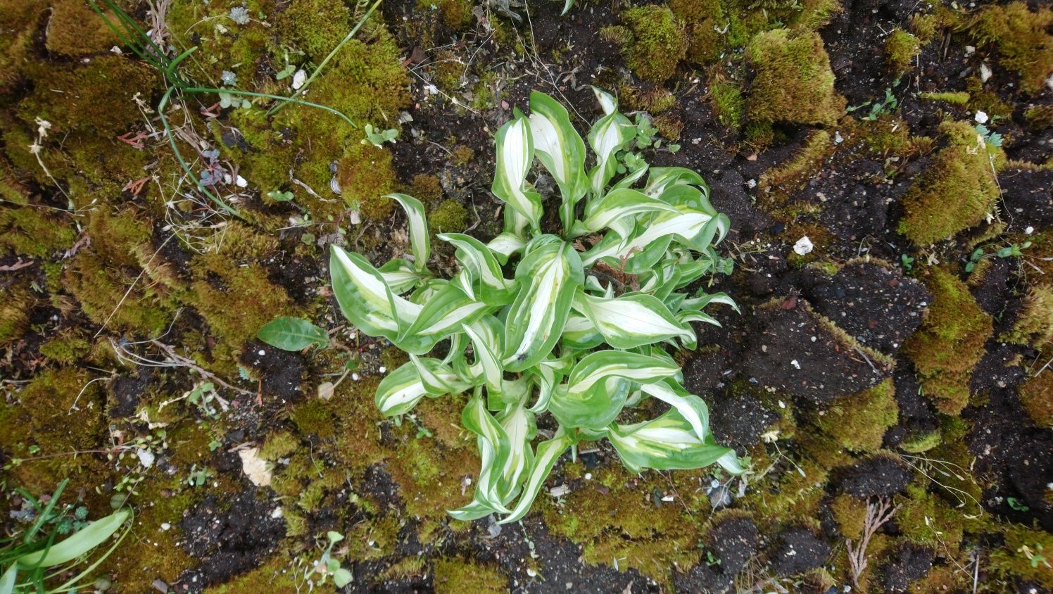 10 szt ssdzonek Funkia - hosta  " ogień i lód".