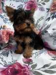 Piesek Yorkshire Terrier