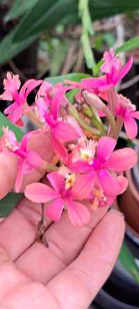 Vendo Orquidea Epidendrum