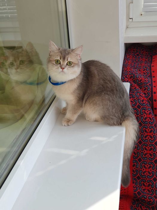 Золотая британская шиншилла кошечка кошка