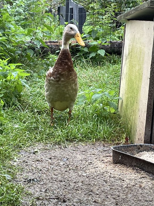 Parka biegusów- pogromców slimakow