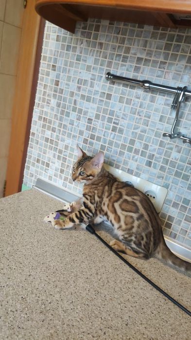 Бенгали Bengal. Офіційний Розплідник!