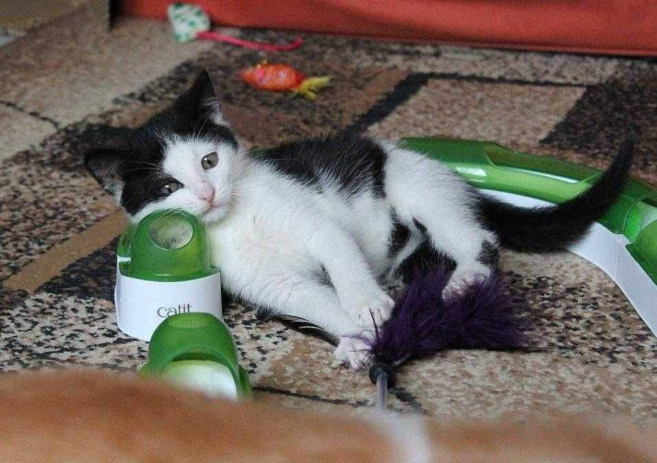 Malutka, niezwykle ujmująca Leosia do adopcji