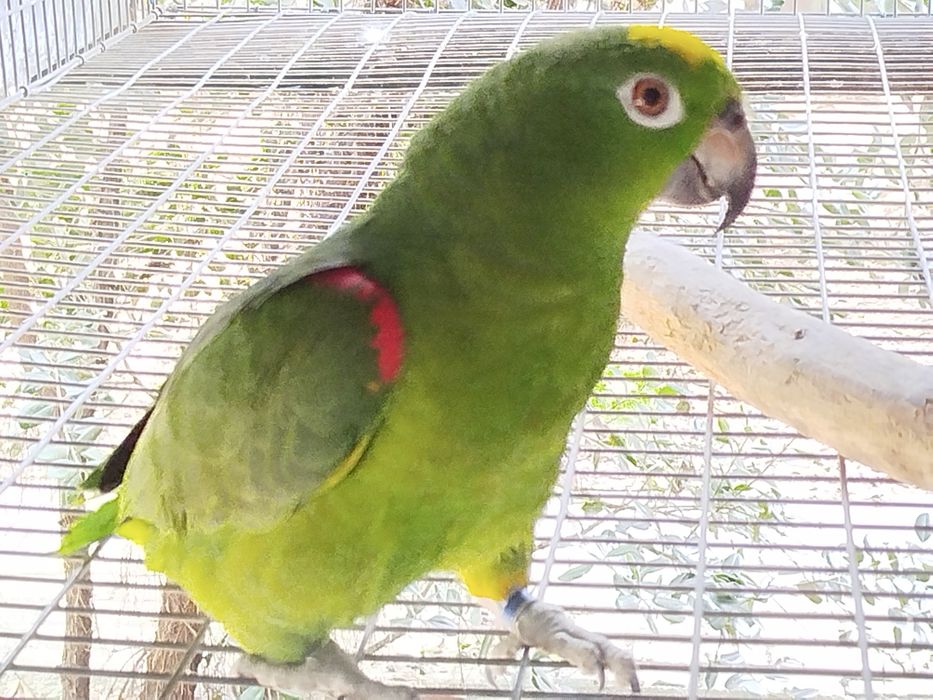 Fêmea ochrocephala adulta