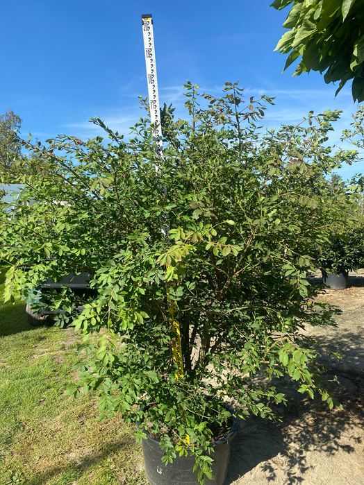 Trzmielina oskrzydlona EUONYMUS 150-175 cm