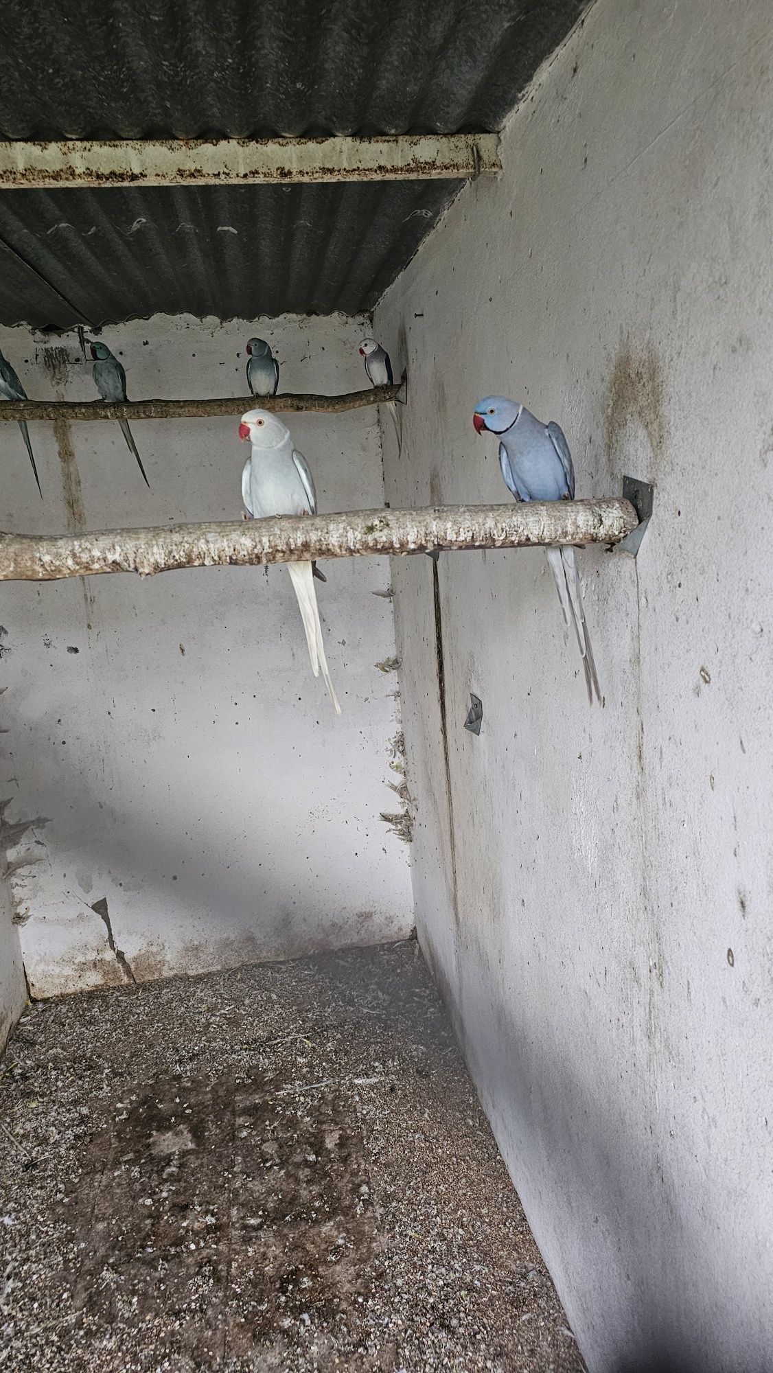 Ring necks e outras aves