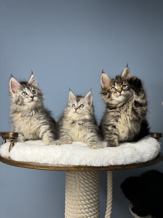 Котята медвежата мейн кун крупная линия 1.5 месяца девочки