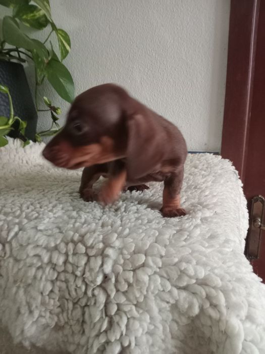 Excelente fêmea teckel