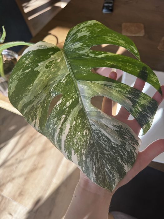 Monstera deliciosa variegata