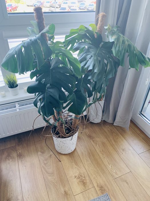 Duża żywa monstera