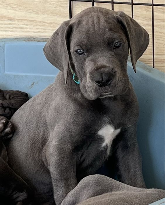 Dogue Alemao Azul com Lop