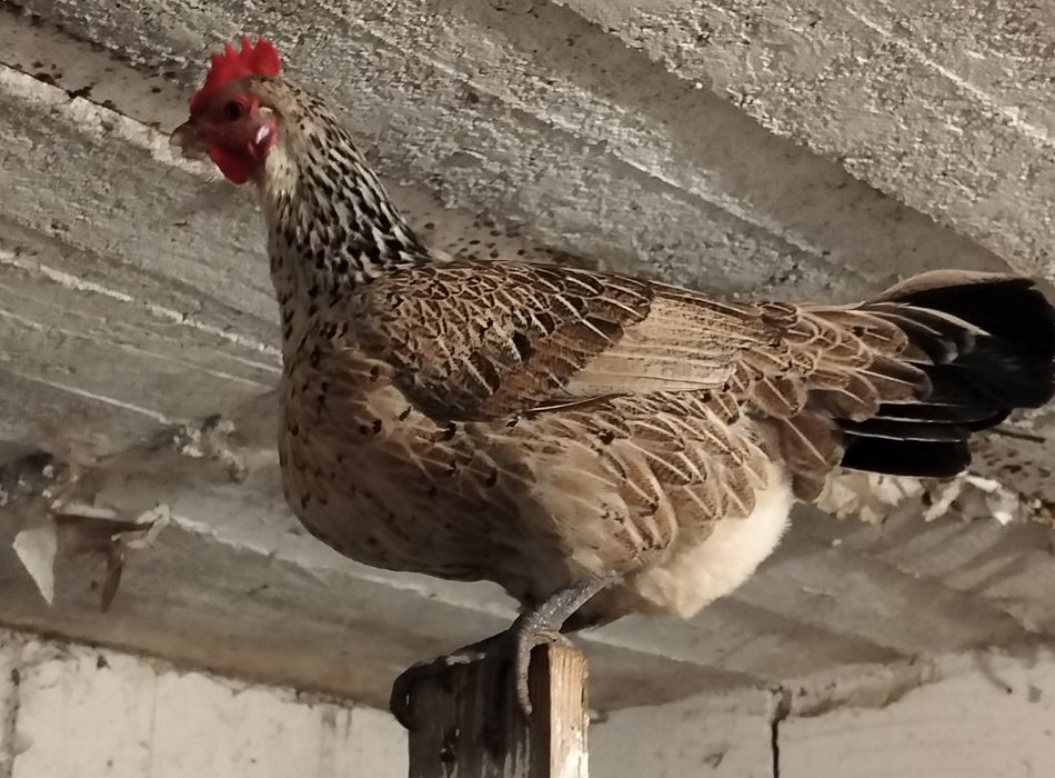 Jaja lęgowe kurek rajskich