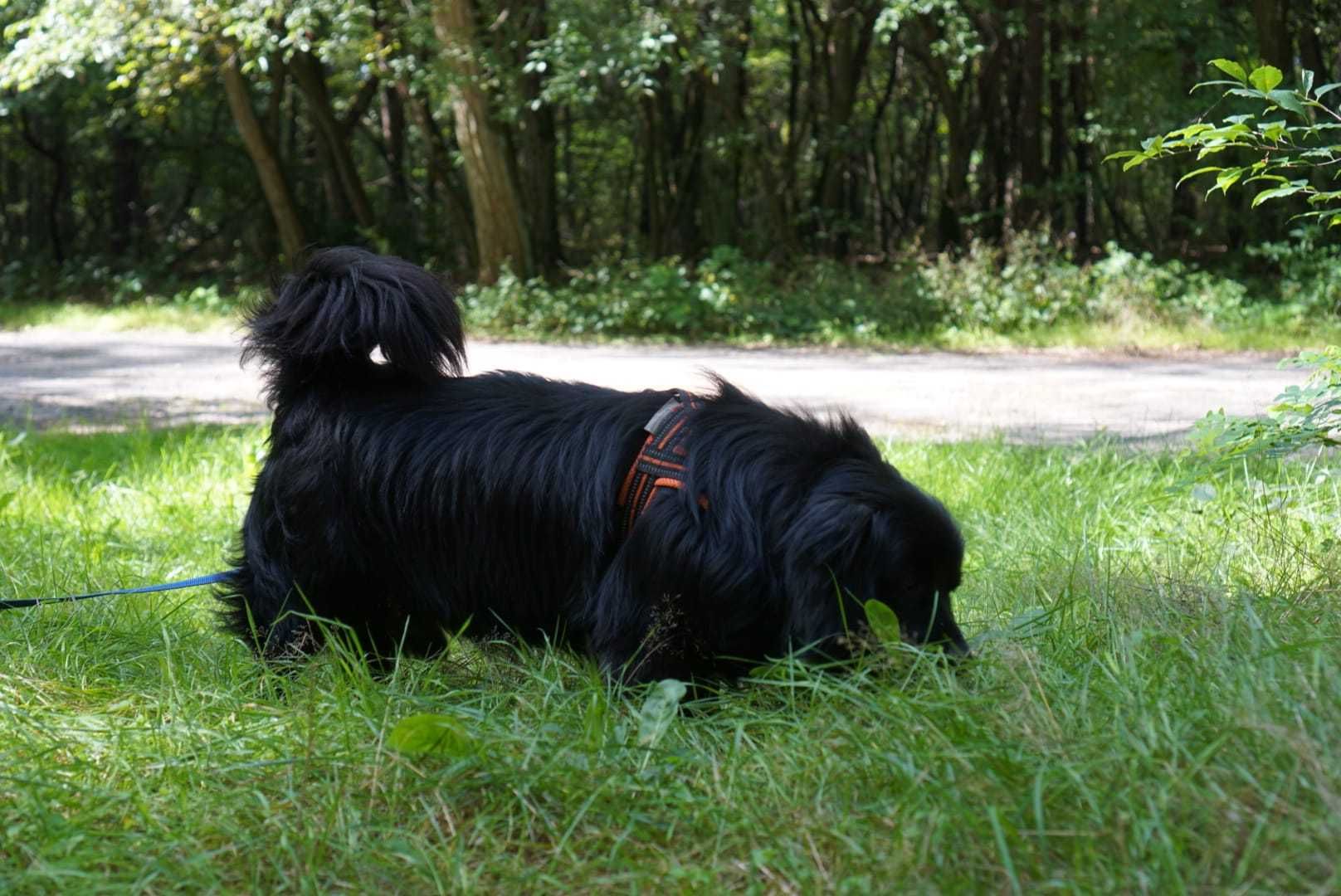 Czarne cudeńko czeka na drugą szansę! Cyganek czeka na drugą szansę!